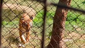 Tiger Safari at Sanjay Gandhi National ...