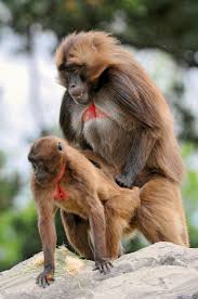 www.wemen having sexpic with monkey.com - Sexy photos