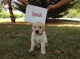 View our available golden retriever puppies online. Adorable Akc Golden Retriever Puppies For Sale In Fredericksburg Virginia Classified Americanlisted Com