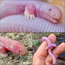 The Enigmatic Five-Toed Worm Lizard: Nature’s Underground Marvel 🦎🌍 ...
