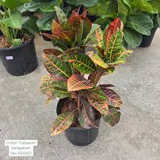 Image result for Codiaeum