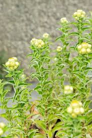 Image result for Helichrysum foetidum