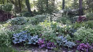 Für jeden standort gibt es die passende bodendeckerpflanze, meist fehlt es aber nur an dem wissen welche pflanze wo am besten gedeiht. Baumpartner Im Schatten Der Grossen Bamberger Staudengarten