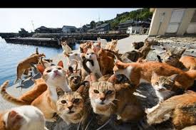 Kucing sedang memancing level 138. Tempat Pembuangan Kucing Itu Jadi Tujuan Favorit Wisatawan Antara News Sumatera Selatan
