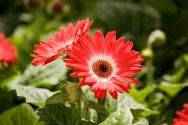 Image result for Gerbera jamesonii