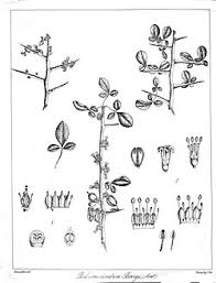 Image result for Commiphora fulvotomentosa