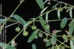 Image result for Phyllanthus nummulariifolius