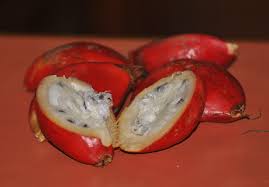 Image result for Siphonochilus longitubus