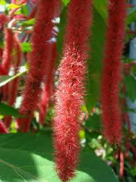 Image result for Acalypha sonderiana