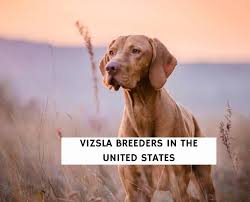 There are volunteer vizsla rescue organizations throughout the country. 6 Best Vizsla Breeders In The United States 2021 We Love Doodles