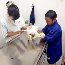 The course provides an opportunity to interact with and learn from very successful, highly qualified and experienced professionals. Pet Care Drh Yulyani Veterinarian In Jakarta Selatan