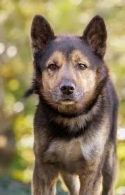 Dogs for Adoption Near Scott Air Force Base, IL