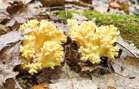 Image result for Sericorema remotiflora