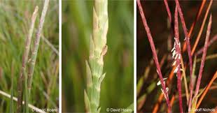 Image result for Hemarthria