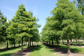 Image result for Taxodium