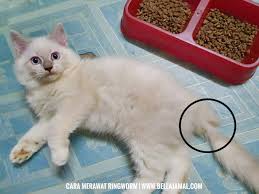 Pelatihan dasar untuk anak kucing bagian 1. Cara Merawat Ringworm Kurap Pada Kucing Ini Adalah Bellarina Natasya