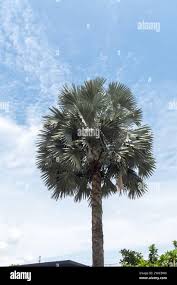 Image result for Latania loddigesii