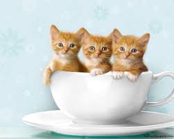 See more ideas about cats and kittens, cats, cute cats. Cute Kittens Wallpapers For Mobile Wallpaper Cave
