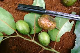 Image result for Strombosia