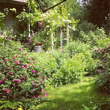 Der ideale garten im landhausstil sollte ein ort sein, an dem du sehr gerne zeit verbringst! So Ganz Langsam Verabschiedet Sich Die Erste Grosse Rosenexplosion Einige Sind Komplett Verbluht Bei Anderen Gibt Es Immer Cottage Garten Garten Bauerngarten