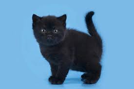 British shorthair cross black kittens. The Male Cat Baxter Album Of Photos 2573 1 The Black British Shorthair Male Cat Sunray