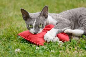 Keep your kitty confined to a room of his own when you aren't around to supervise him around your furniture. How To Keep Cats Off Outdoor Furniture Cushions Bean Bags R Us