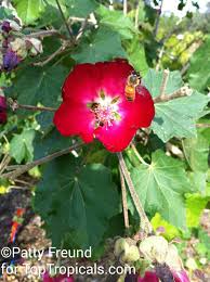 Image result for Hypertelis umbellata