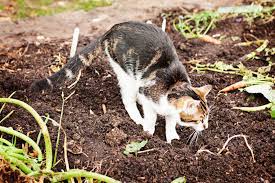 Katzen aus dem garten vertreiben: Katzen Vom Garten Fernhalten Hausinfo