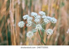 Image result for Pimpinella buchananii