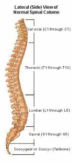 To find the area of a rectangle, we multiply the length of the rectangle by the width of the rectangle. Understanding Spinal Anatomy Regions Of The Spine Cervical Thoracic Lumbar Sacral