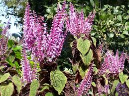 Image result for Plectranthus fruticosus