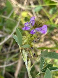 Image result for Grona afra