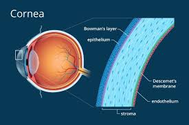 Suspended Medium Generic Medicines Eye Surgeon Parts Of The Eye
