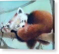 Sleeping Red Panda Acrylic Print By Alina Oseeva Red Panda Panda Painting Acrylic Prints