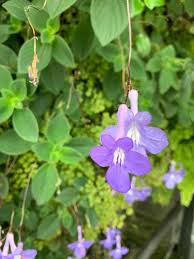 Image result for Streptocarpus