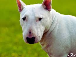 Image result for bulteriér