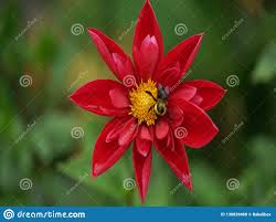 Thank you for download and use our hd images. Red Flower Beautiful Flowers Hd Stock Photo Image Of Beauty Petals 130839468
