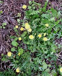 Image result for Tolpis