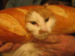 Pin On Cat Breading