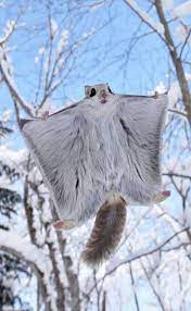 The Flying Squirrel Cute Animals Animals Animals Beautiful