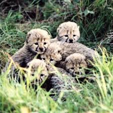 Today, she doesn't hesitate to give her boyfriend the green light to take off her. Love Nature On Instagram It S Caturday Cheetah Cubs Have A Special Tuft Of Fur On The Tops Of Their Heads Shoulders An Cheetah Cubs Baby Animals Wild Cats