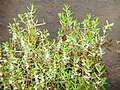 Image result for Rotala gossweileri