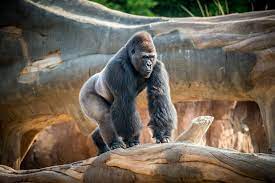 Welcome to the zoo wiki, a collaborative encyclopedia for everything and anything related to cbs american drama series zoo. About Us The Houston Zoo