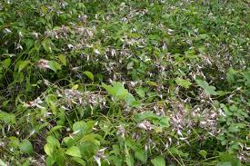 Image result for Vincetoxicum monticola