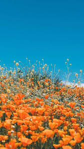 Beautiful Flowers Sea Wallpaper Flower Background Wallpaper Orange Wallpaper Beach Wall Collage