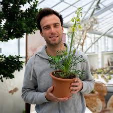 Image result for Albuca