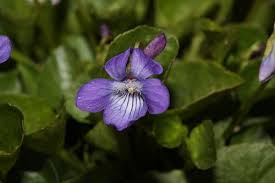 Image result for Viola abyssinica