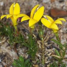 Image result for Monopsis stellarioides