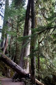 We did not find results for: Mount Rainer Nationalpark Camping Wandern Am Fusse Des Eisigen Vulkans Reiseblog