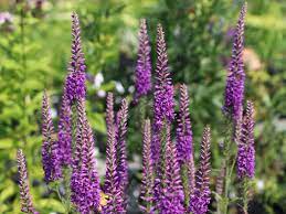 Ehrenpreis ( veronica) ist pflegeleicht und findet schon seit jahrhunderten verwendung als heilpflanze. Scheinahriger Ehrenpreis Purpleiciosus Fur Deinen Garten